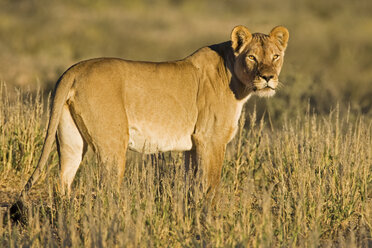 Afrika, Namibia, Kalahari, Löwin (Panthera leo) im Gras beobachten - FOF00897