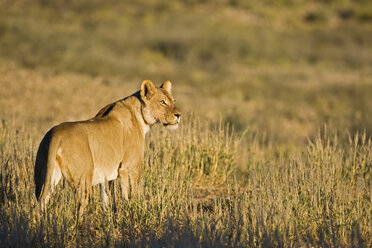 Afrika, Namibia, Kalahari, Löwin (Panthera leo) im Gras beobachten - FOF00896