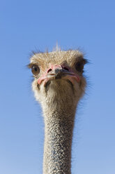 Afrika, Namibia, Strauß ((Struthio camelus), Nahaufnahme - FOF00883