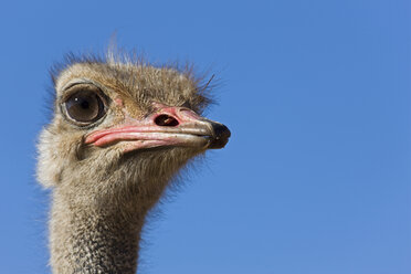 Africa, Namibia, Ostrich ((Struthio camelus), close-up - FOF00882