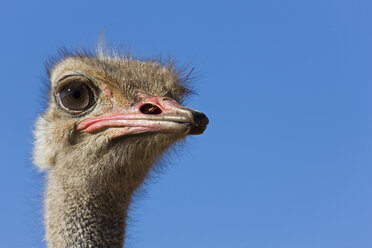 Afrika, Namibia, Strauß ((Struthio camelus), Nahaufnahme - FOF00882