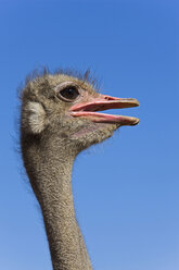 Afrika, Namibia, Strauß ((Struthio camelus), Nahaufnahme - FOF00881