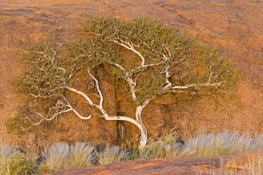 Afrika, Namibia, Baum in Landschaft - FOF00878