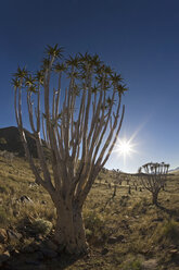 Afrika, Namibia, Röhrenbäume (Aloe dichotoma) - FOF00875