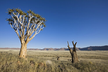 Afrika, Namibia, Röhrenbaum (Aloe dichotoma) - FOF00872
