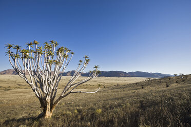Afrika, Namibia, Röhrenbaum (Aloe dichotoma) - FOF00871