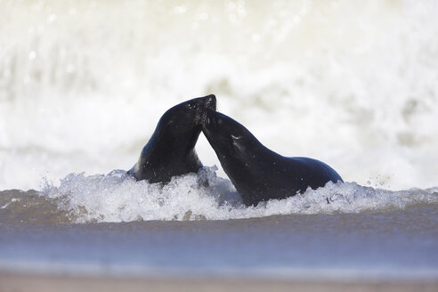 Südafrika, Cape Cross,Zwei Kap-Pelzrobben (Arctocephalus pusillus) im Meer - FOF00947