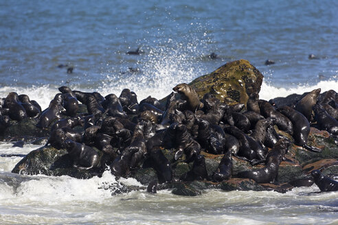 Südafrika, Cape Cross, Kap-Pelzrobben (Arctocephalus pusillus) am Ufer - FOF00946