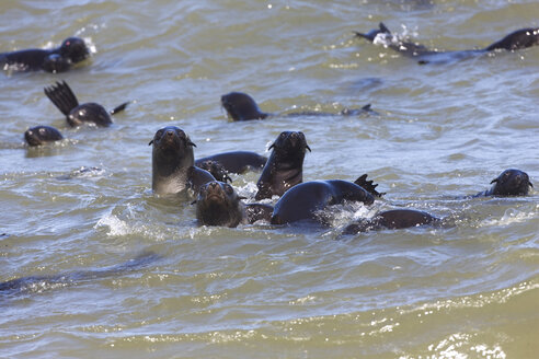 Südafrika, Cape Cross, Kap-Pelzrobben (Arctocephalus pusillus) im Meer - FOF00945