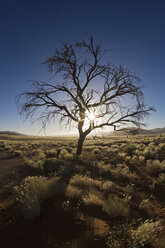 Afrika, Namibia, Toter Baum - FOF01024