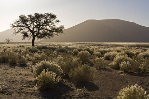 Afrika, Namibia, Wüstenlandschaft mit Baum, lizenzfreies Stockfoto