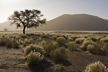 Afrika, Namibia, Wüstenlandschaft mit Baum - FOF01022