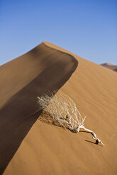 Afrika, Namibia, Abgestorbener Ast auf Sanddüne, Nahaufnahme - FOF01021