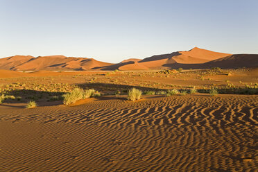 Africa, Namibia, Sossusvlei, Sand dunes, Desert plants - FOF01016