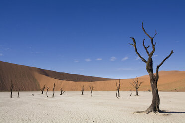 Afrika, Namibia, Deadvlei, Kahle Bäume in der Wüste - FOF01006