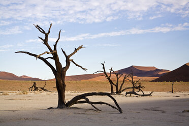 Afrika, Namibia, Deadvlei, Kahle Bäume in der Wüste - FOF01005