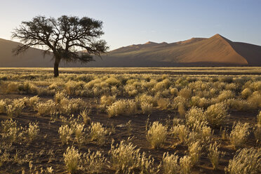 Afrika, Namibia, Wüstenlandschaft mit Baum - FOF00995