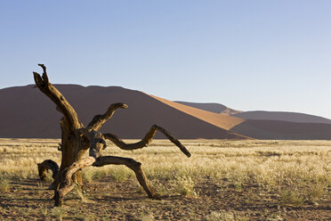 Africa, Namibia, Namib Desert, Dead branch - FOF00993