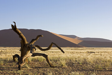 Afrika, Namibia, Namib-Wüste, Toter Ast - FOF00993