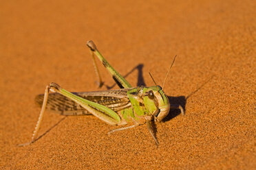 Afrika, Namibia, Namib-Wüste, Grashüpfer, Nahaufnahme - FOF00987