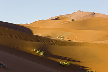 Africa, Namibia, Sossusvlei, Sand dunes, Desert plant - FOF00978