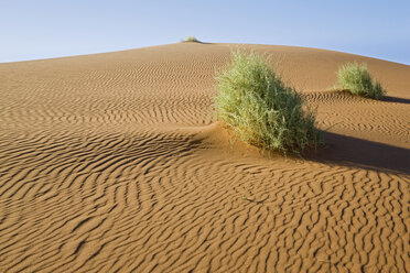 Africa, Namibia, Nara-shrub in the Namib desert - FOF00974