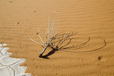 Africa, Namibia, Namib Desert, Dead branch on sand dune, close-up - FOF00972