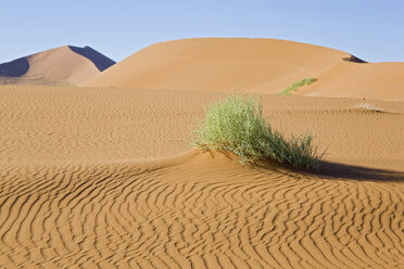 Afrika, Namibia, Nara-Sträucher in der Namib-Wüste - FOF00971