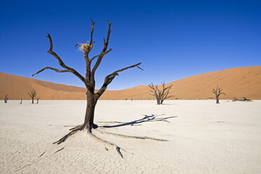 Afrika, Namibia, Deadvlei, Tote Bäume in der Wüste - FOF00966