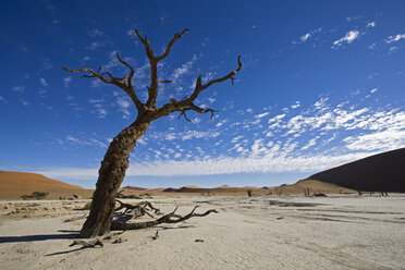 Africa, Namibia, Deadvlei, Dead trees in the desert - FOF00962