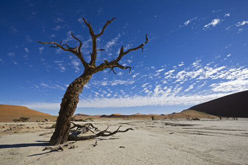 Afrika, Namibia, Deadvlei, Tote Bäume in der Wüste - FOF00962