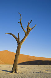 Afrika, Namibia, Deadvlei, Kahle Bäume in der Wüste - FOF00955