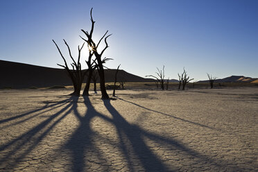 Afrika, Namibia, Deadvlei, Kahle Bäume in der Wüste - FOF00954