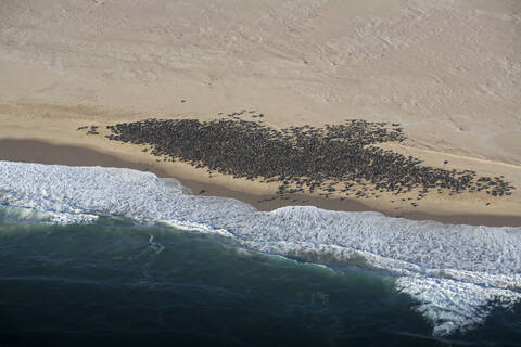 Afrika, Namibia, Luftaufnahme von Robben am Ufer, lizenzfreies Stockfoto