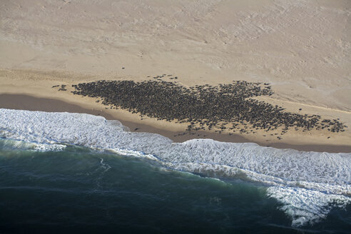 Afrika, Namibia, Luftaufnahme von Robben am Ufer - FO01085