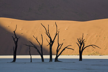 Afrika, Namibia, Deadvlei, Tote Bäume - FO01047