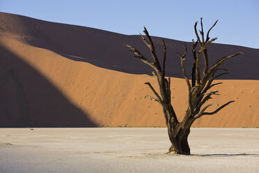 Afrika, Namibia, Deadvlei, Tote Bäume - FO01039