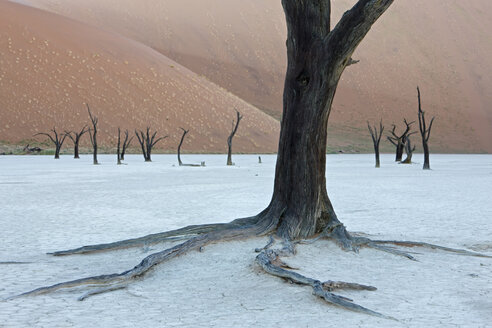 Afrika, Namibia, Deadvlei, Tote Bäume - FO01038