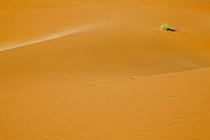 Afrika, Namibia, Sossusvlei, Sanddünen, Wüstenpflanze - FO01032