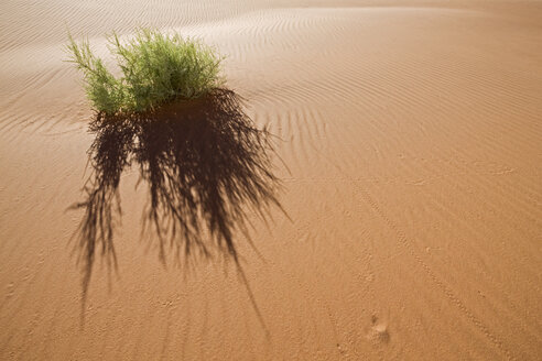 Afrika, Namibia, Sossusvlei, Wüstenpflanze - FO01031