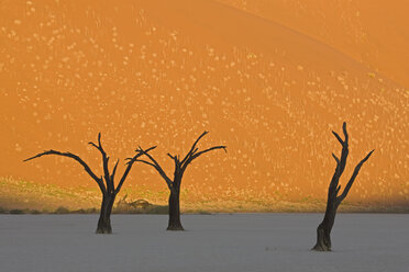 Afrika, Namibia, Deadvlei, Tote Bäume in der Wüste - FO01028