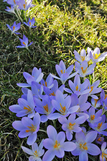 Früher Krokus (Crocus tommasinianus), Nahaufnahme - MBF00830