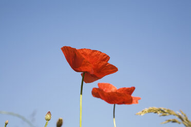 Klatschmohn (Papaver rhoeas), Nahaufnahme - GWF00822