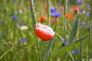 Kornblumen (Centaurea cyanus) und Klatschmohn (Papaver rhoeas) - GWF00819