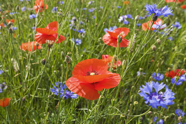 Kornblumen (Centaurea cyanus) und Klatschmohn (Papaver rhoeas) - GWF00818