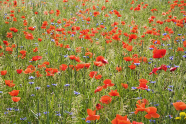 Klatschmohn (Papaver rhoeas) und Kornblumen (Centaurea cyanus) - GWF00817