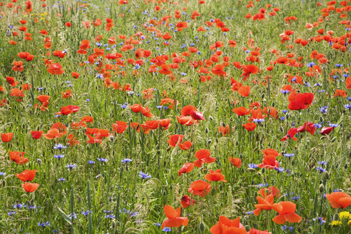 Klatschmohn (Papaver rhoeas) und Kornblumen (Centaurea cyanus) - GWF00817