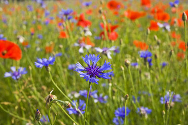 Kornblumen (Centaurea cyanus) und Klatschmohn (Papaver rhoeas) - GWF00814