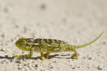 Afrika, Namibia, Etosha-Nationalpark, Klappenchamäleon (Chamaeleo dilepis) - FOF01114