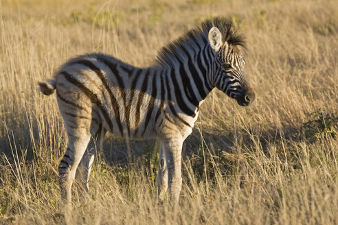 Afrika, Zebrafohlen (Equus quagga burchelli) im Gras stehend - FOF01110
